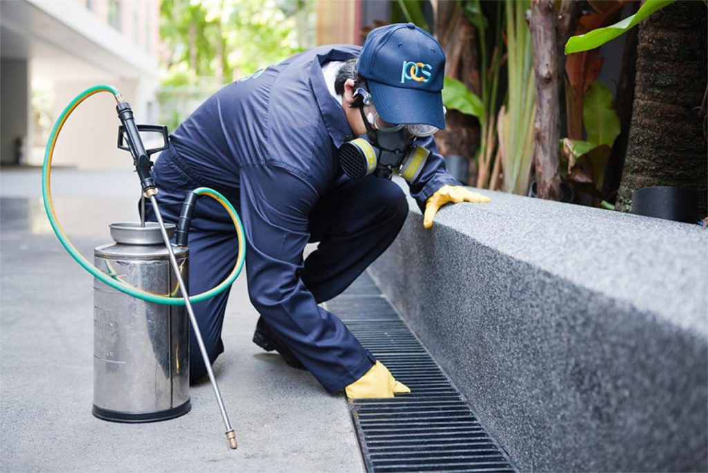 What to Ask When Hiring a Pest Control Service?