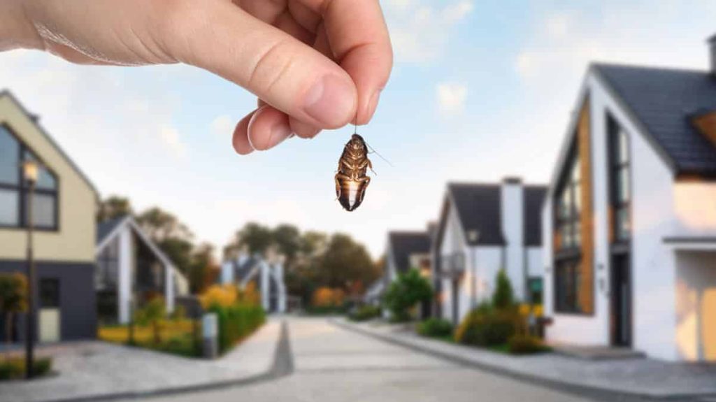 Spring into Action: Decluttering for a Bug-Free Home Keep-Bugs-Out-of-Home